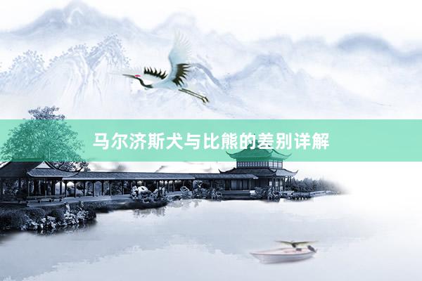 马尔济斯犬与比熊的差别详解